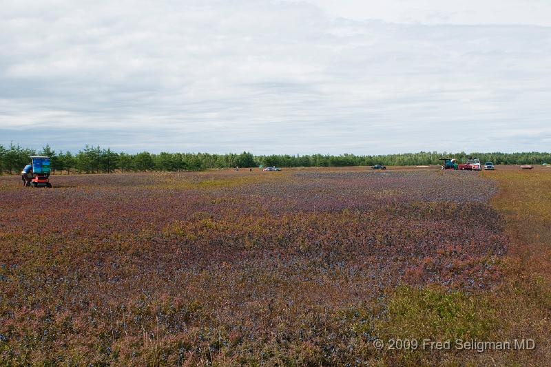 20090829_132854 D3.jpg - Blueberries, Lake St Jean Region